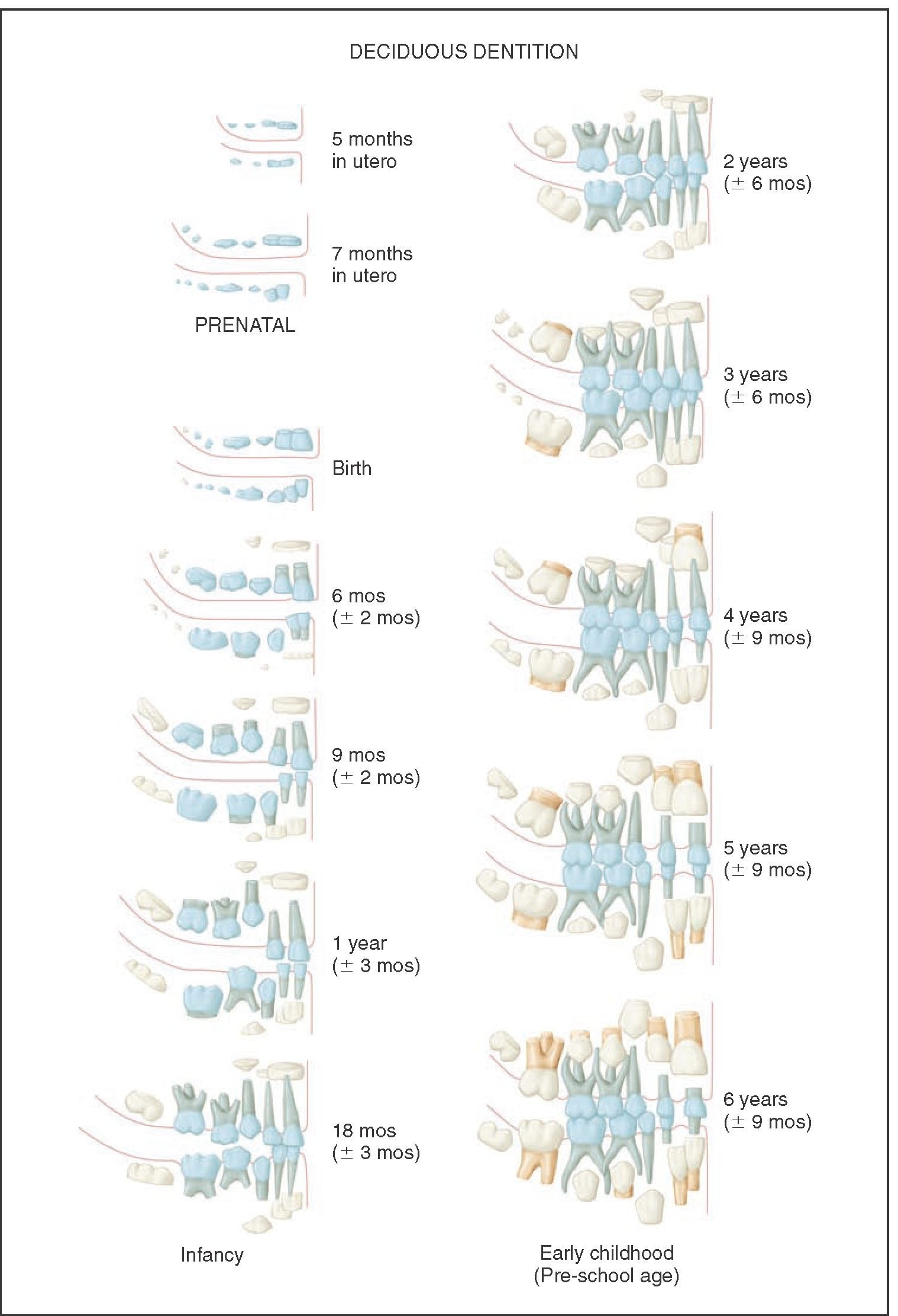 Primary Dentition Eruption Chart